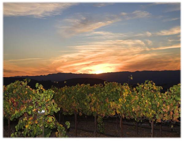 Hotel The Eden House Vineyard Templeton Exteriér fotografie